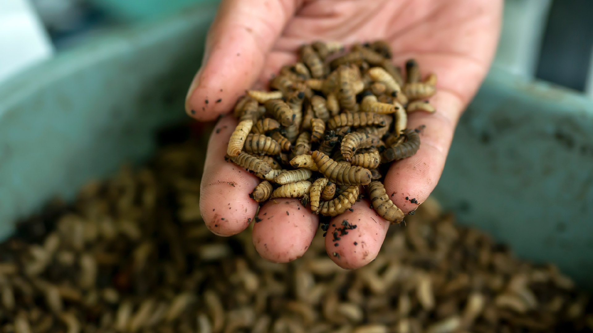 Would you like flies with that? Prepare for the future of food